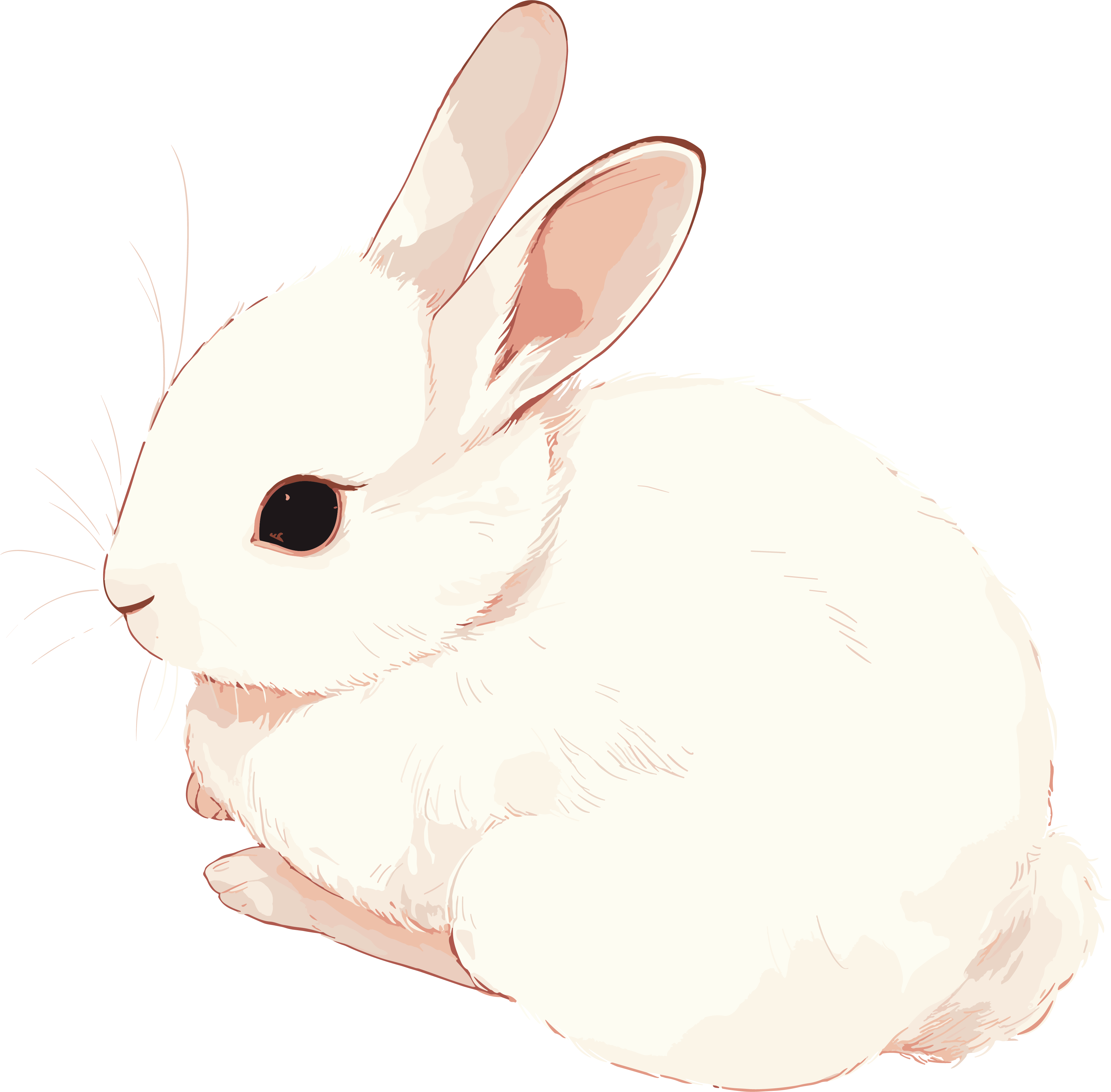兔子矢量插画