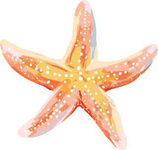 海洋海星插图