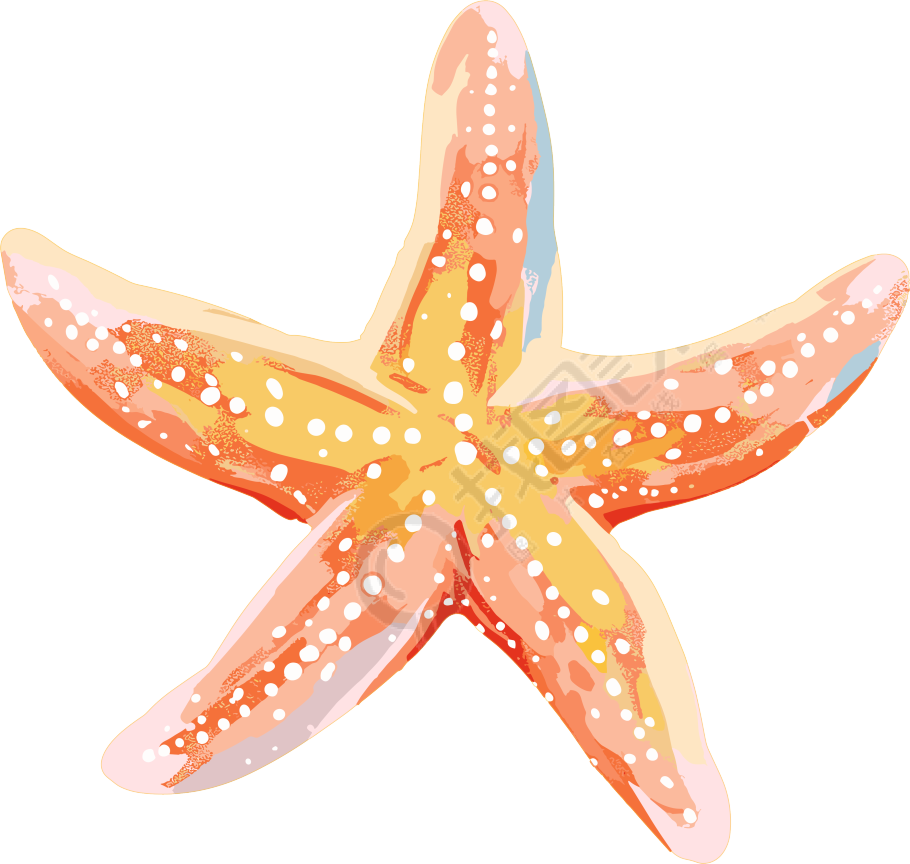海洋海星插图