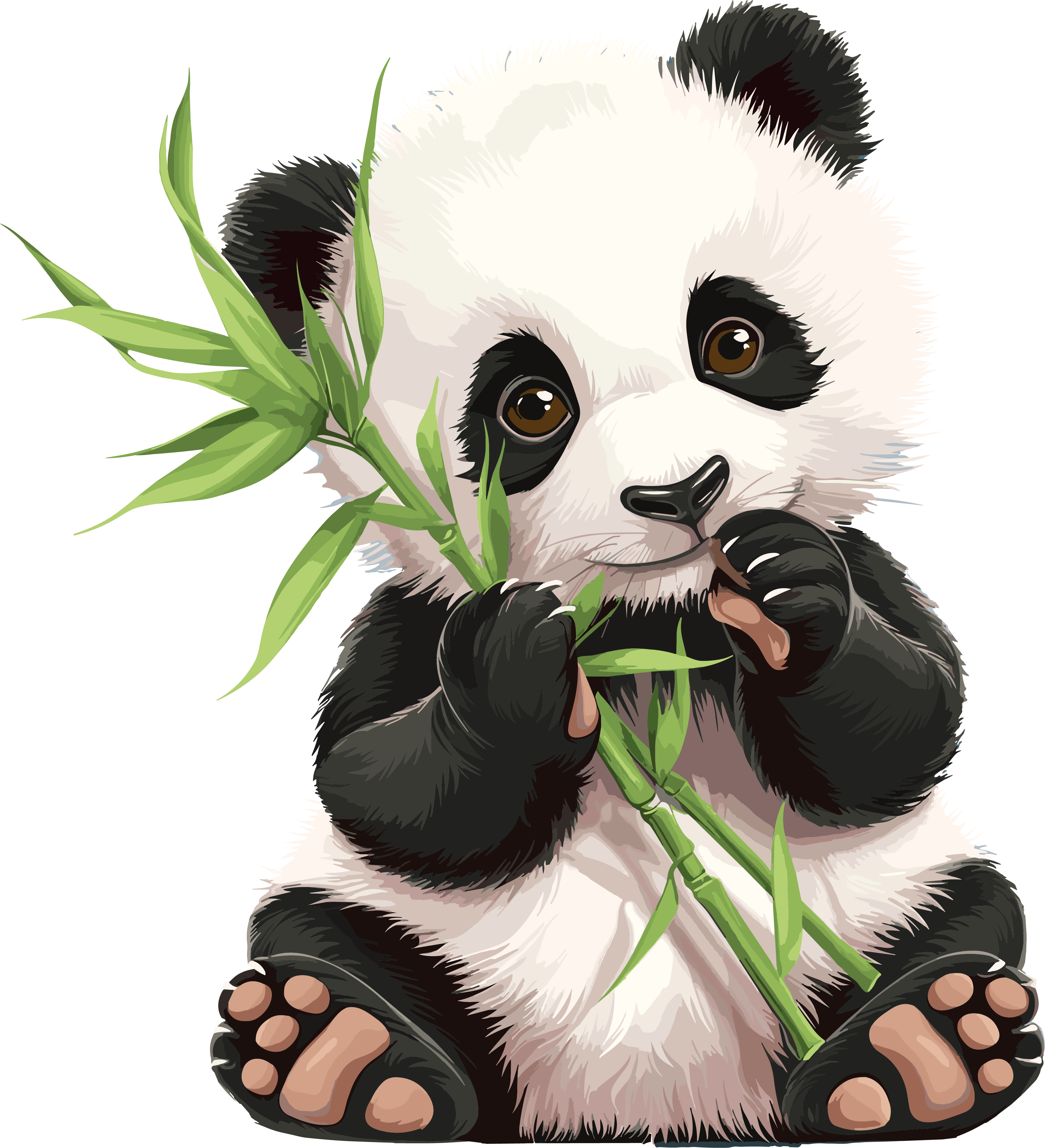大熊猫可爱插图