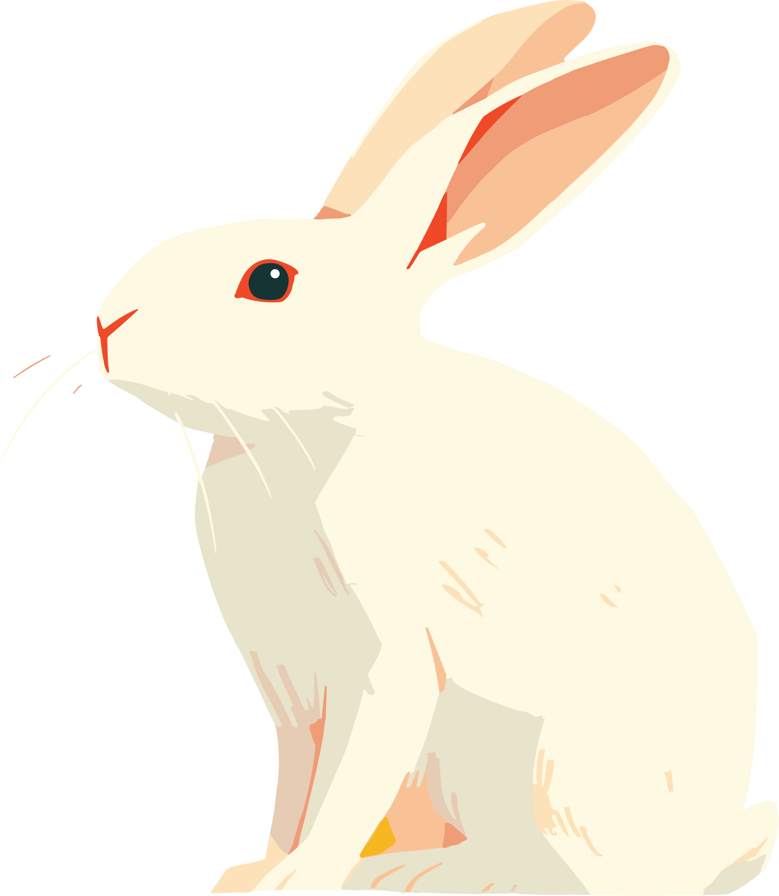 兔子高清插画素材