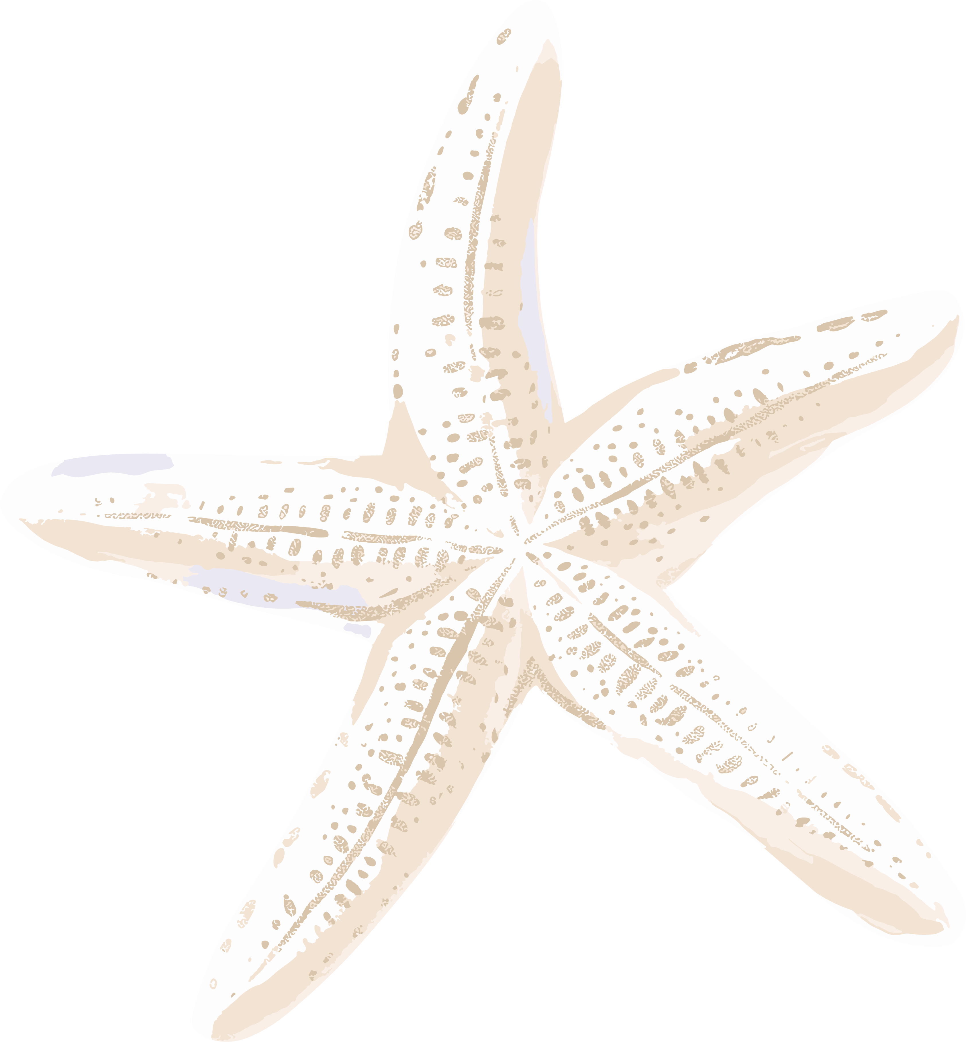 海洋海星漂亮插画
