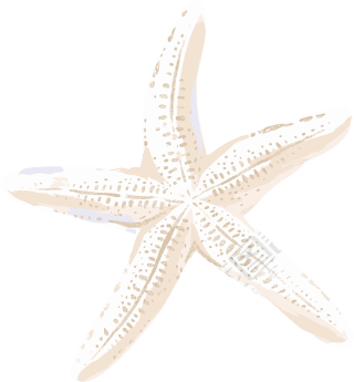 海洋海星漂亮插画