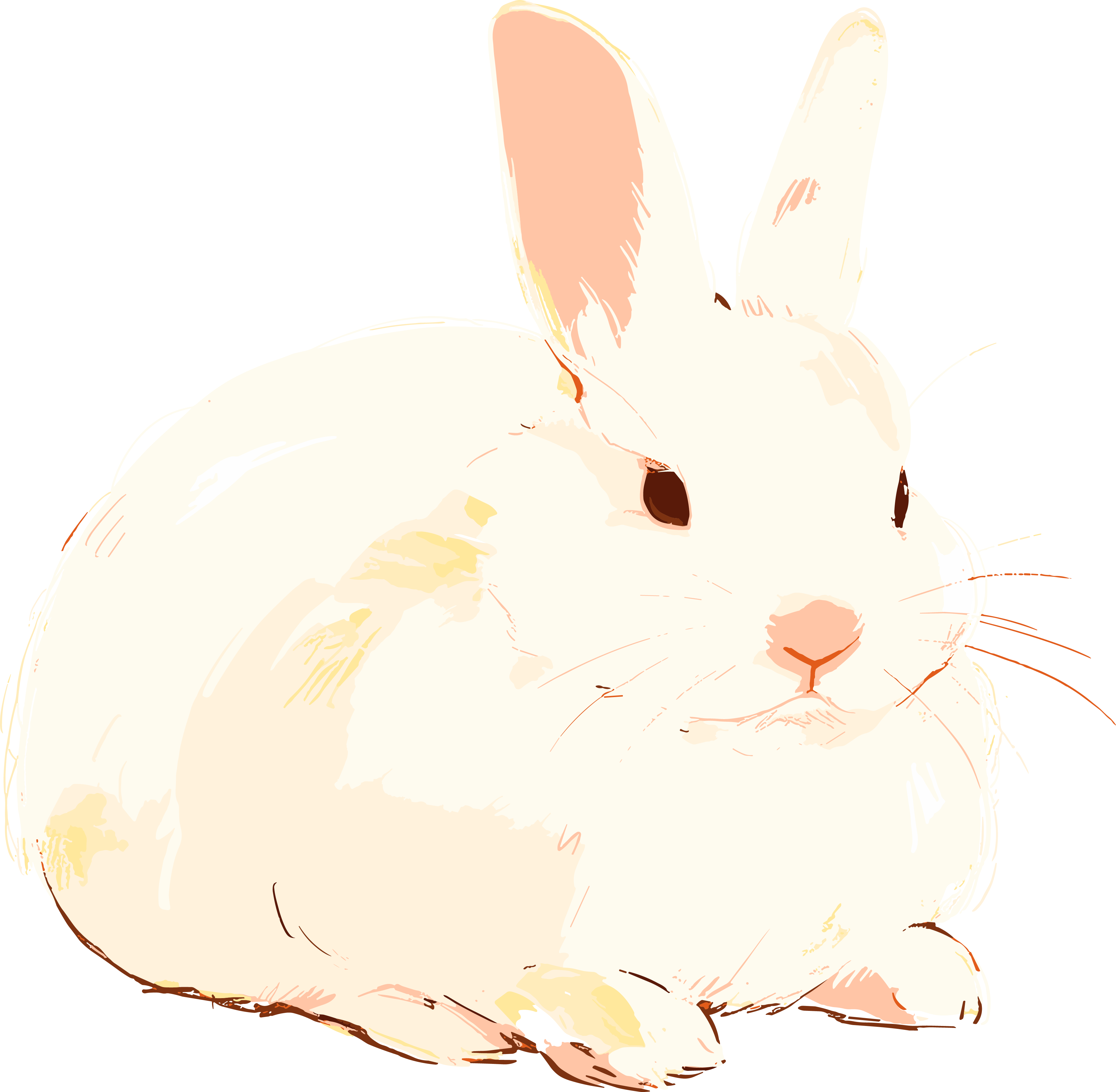 兔子呆萌插图