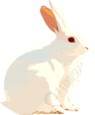兔子手绘插图