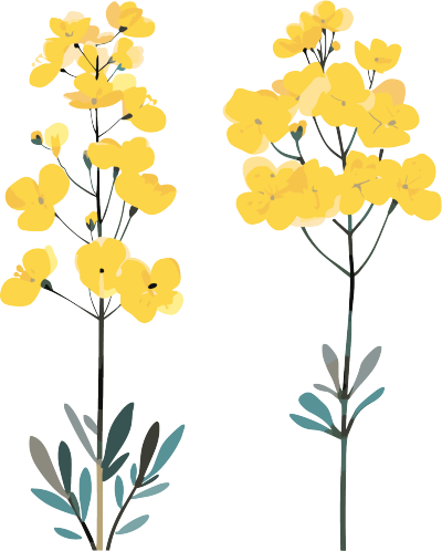 油菜花简约插图