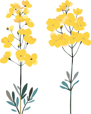 油菜花简约插图