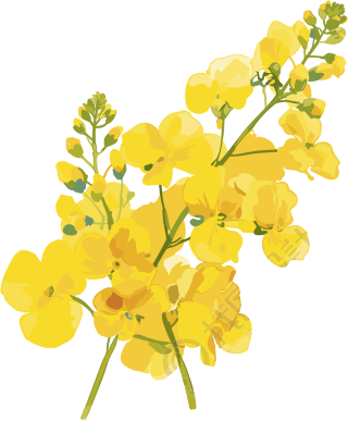 油菜花水彩风格元素