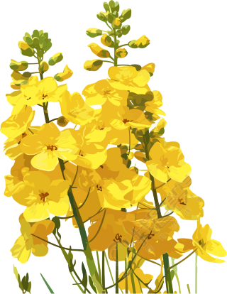 油菜花透明背景素材
