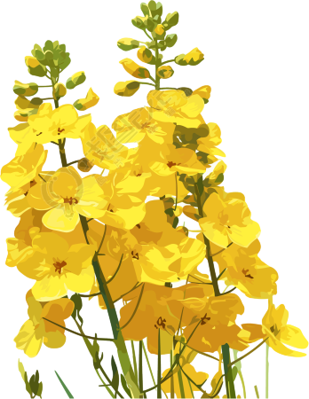 油菜花透明背景素材
