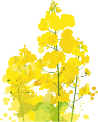 油菜花高清PNG素材