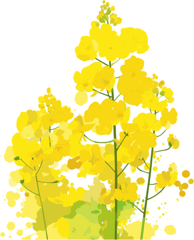 油菜花高清PNG素材