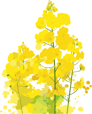 油菜花高清PNG素材