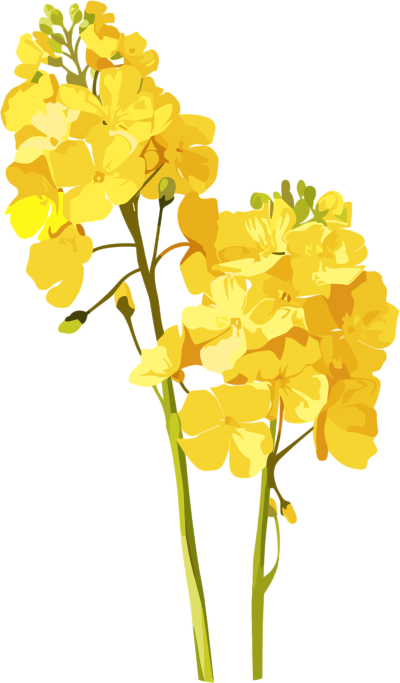 油菜花插画素材