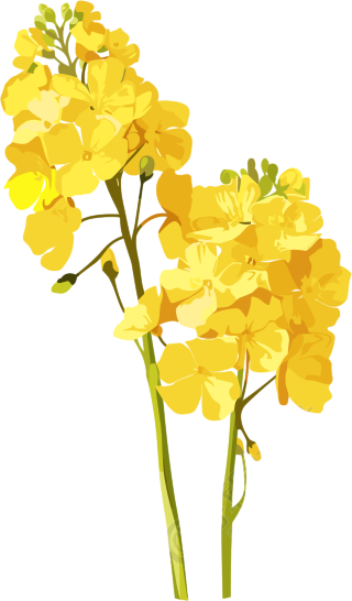 油菜花插画素材