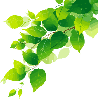 树叶小清新素材