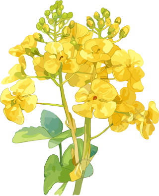 油菜花水彩素材