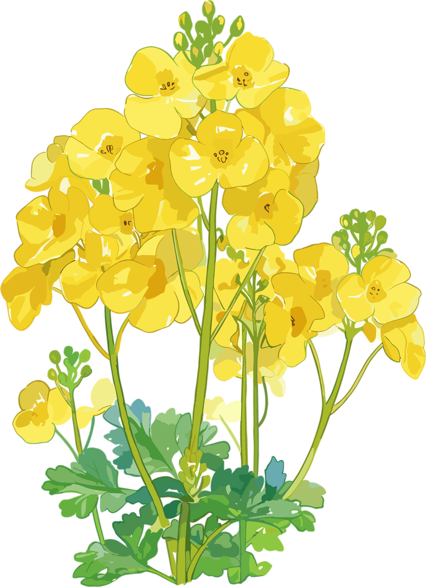 油菜花可商用插图