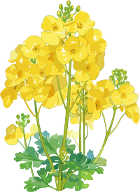 油菜花可商用插图