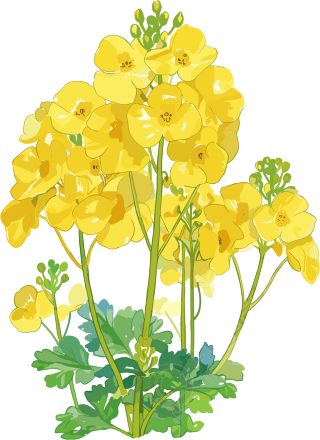 油菜花可商用插图