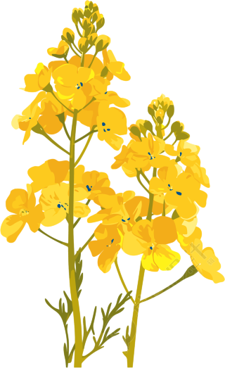 油菜花插画设计素材