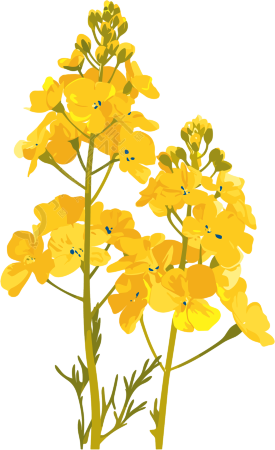 油菜花插画设计素材