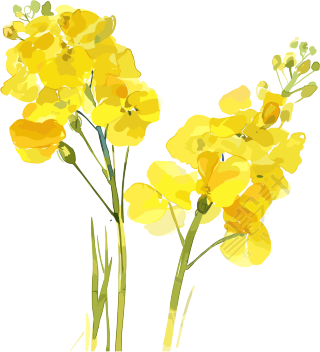 油菜花图形设计素材