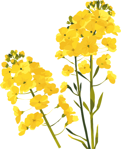 油菜花水彩插画
