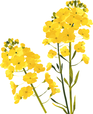 油菜花水彩插画