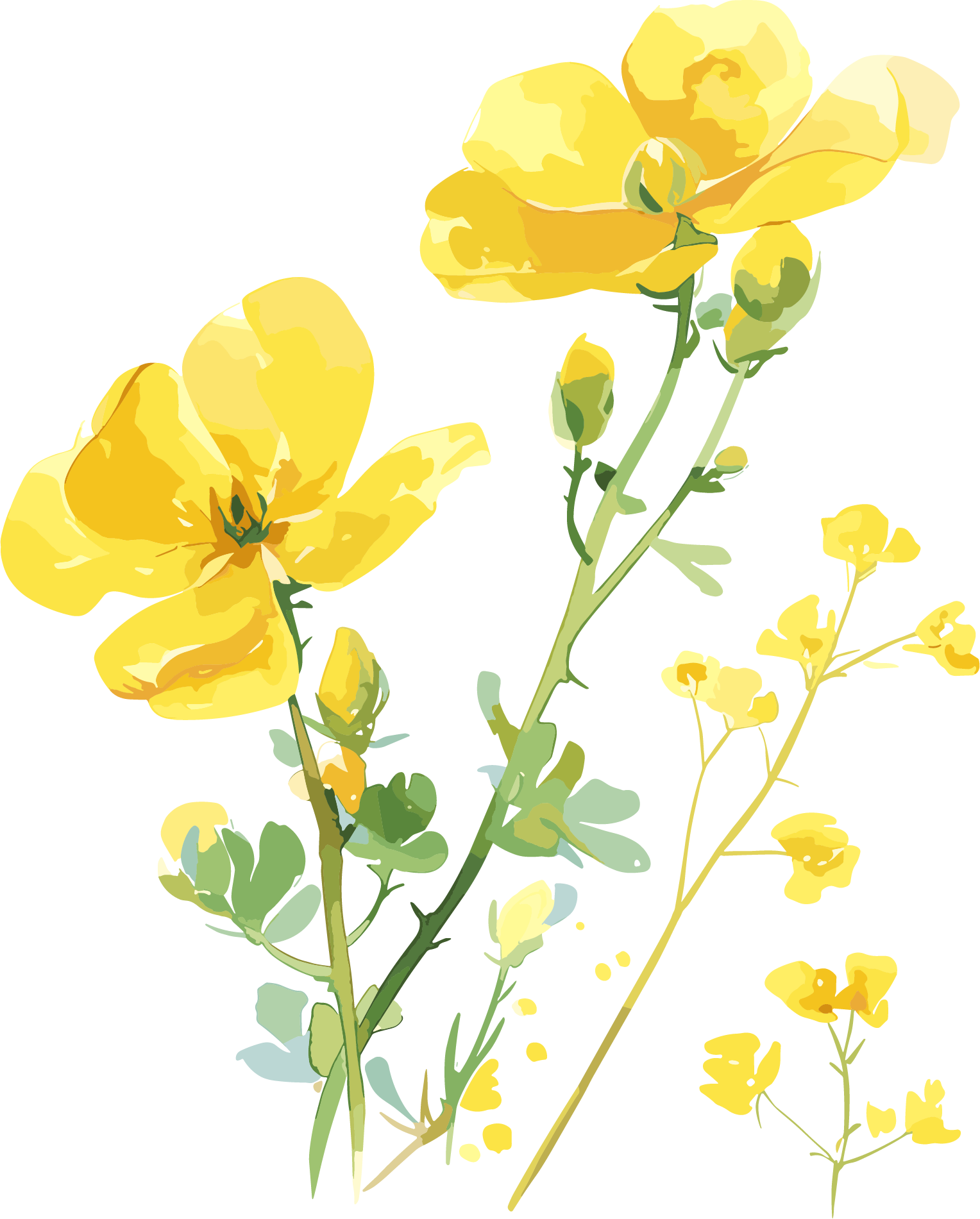 油菜花柔美插图