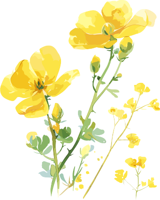 油菜花柔美插图