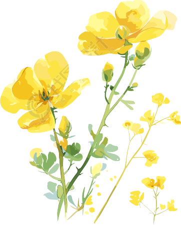 油菜花柔美插图