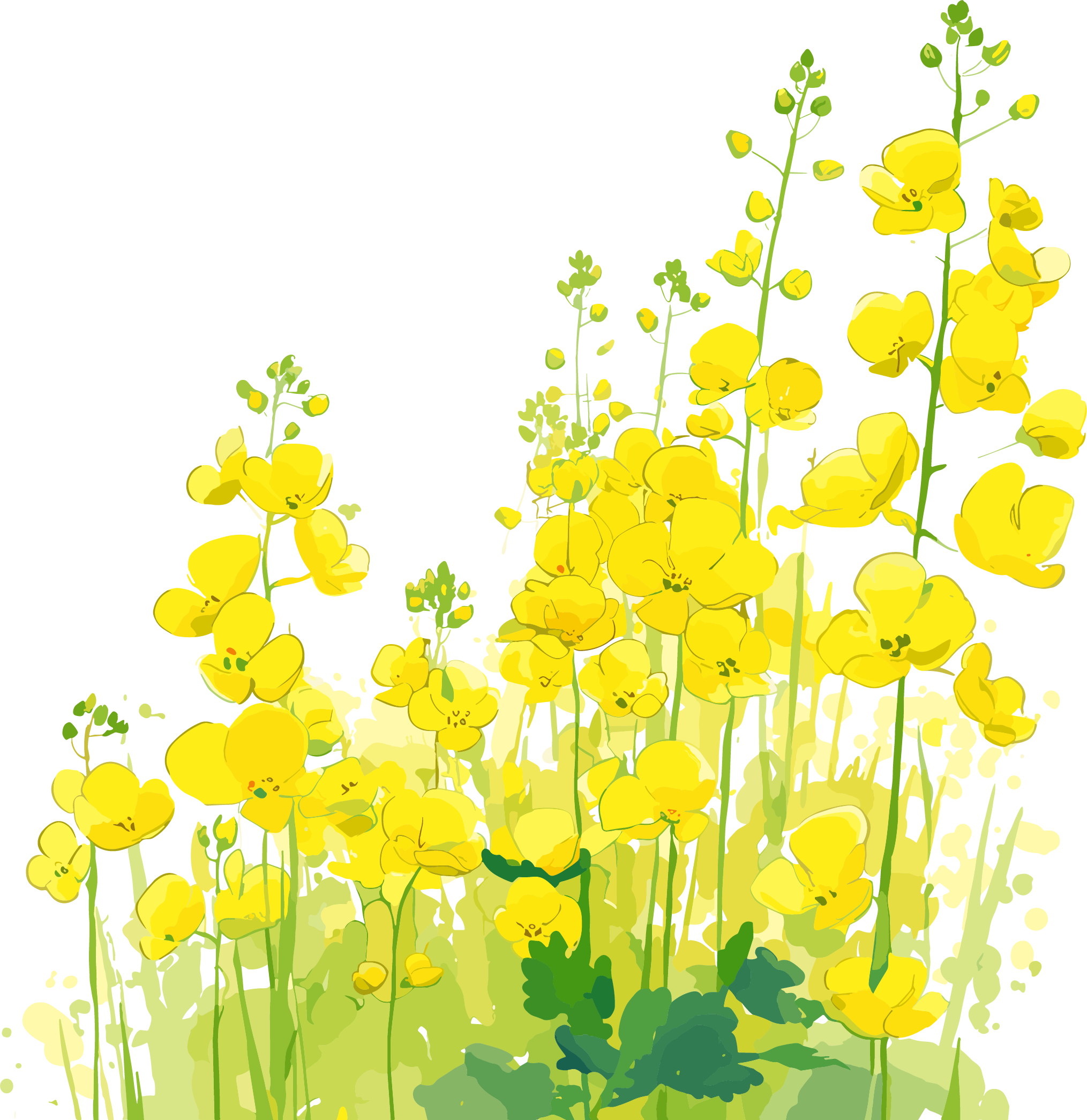 油菜花透明背景插画