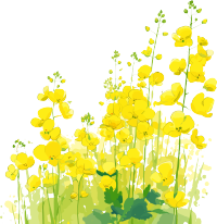 油菜花透明背景插画