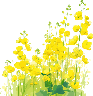 油菜花透明背景插画