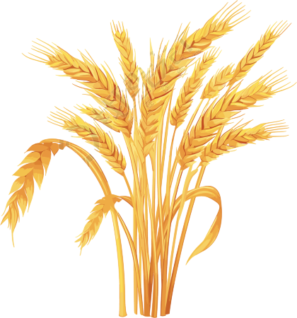 金黄小麦插画