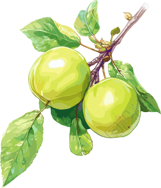 青梅PNG插画素材