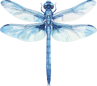 蜻蜓昆虫插图