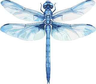 蜻蜓昆虫插图
