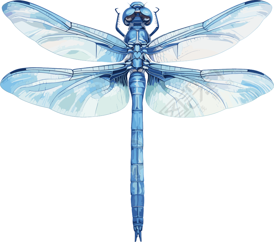 蜻蜓昆虫插图