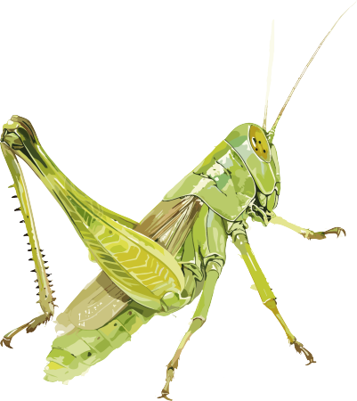 昆虫蚂蚱插图