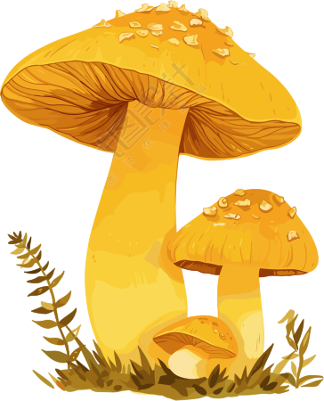 蘑菇插画素材