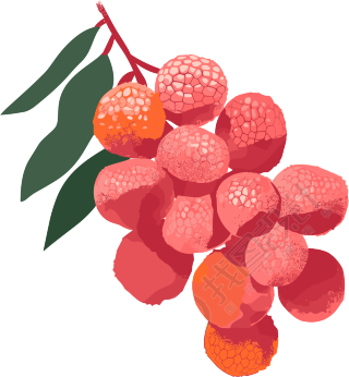 荔枝矢量图形插画