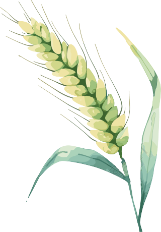 小麦卡通插画芒种元素