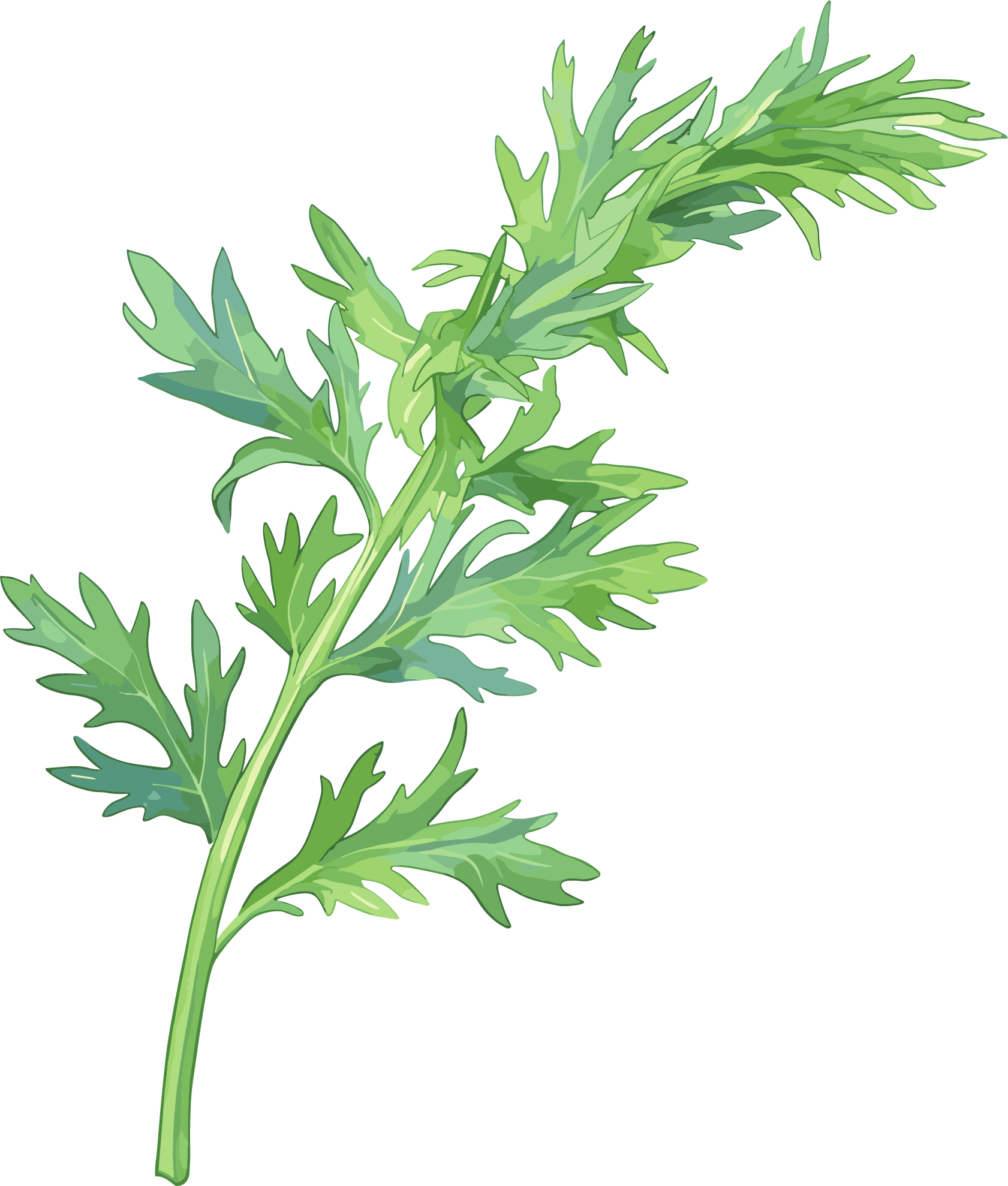 艾草高清图形素材