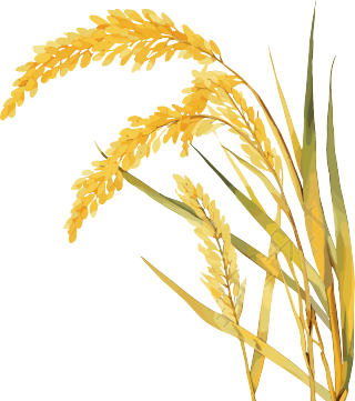 小麦可商用素材芒种插图