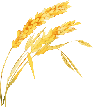 小麦卡通风格芒种素材