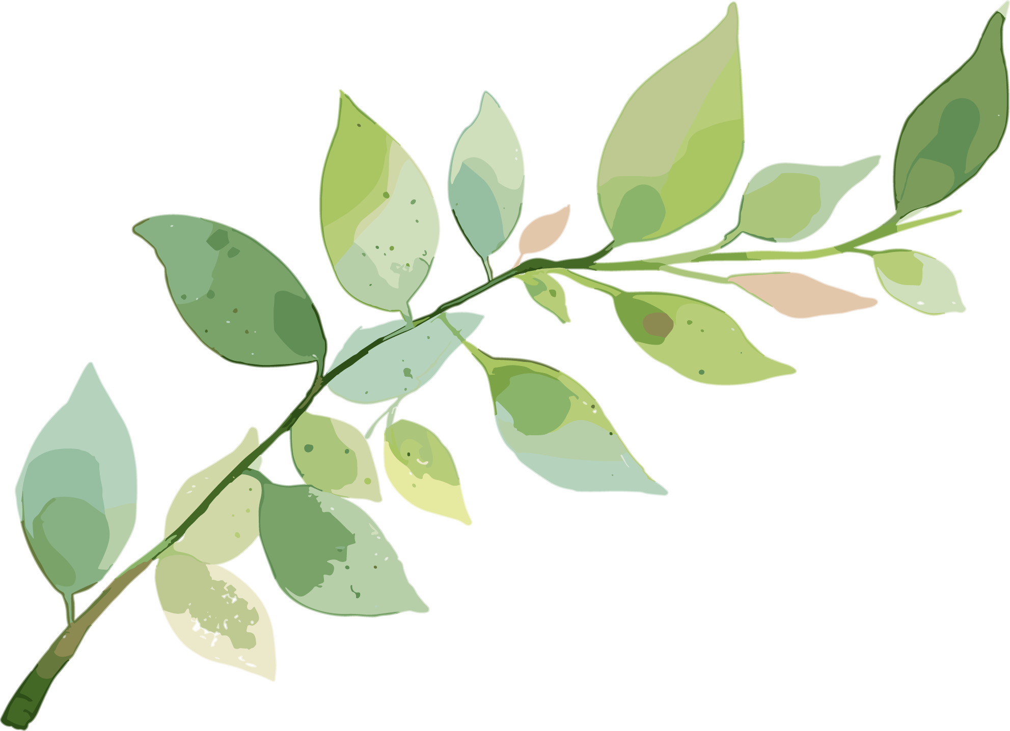 树枝水彩商用素材