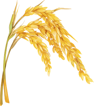 小麦穗芒种插画