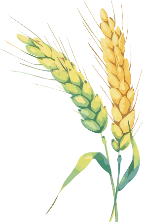芒种小麦水彩插画